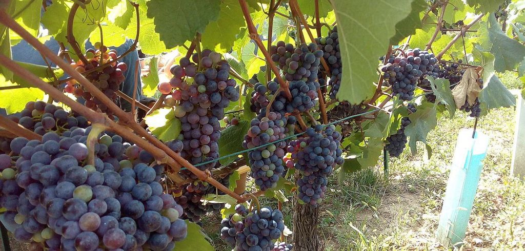 Grapes